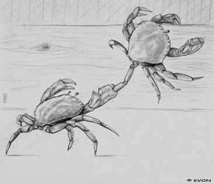 crabs2.jpg