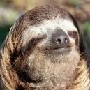 Mr Sloth