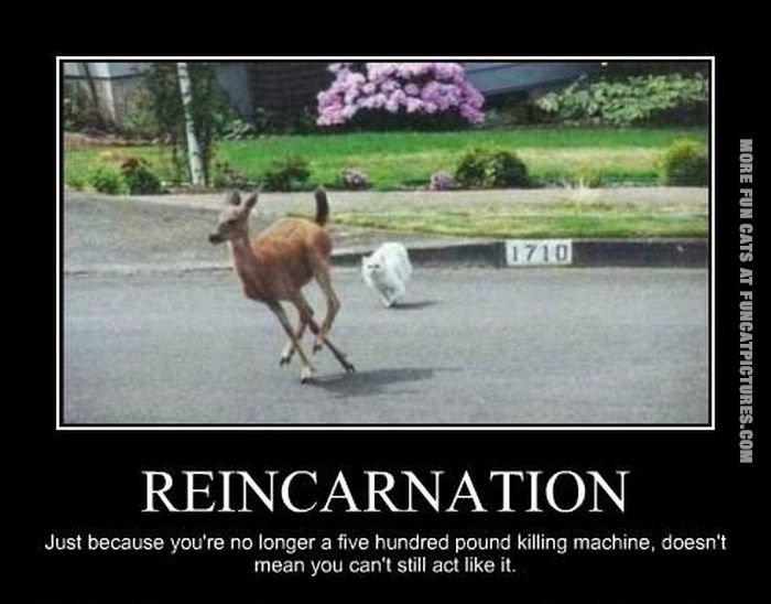 reincarnation-cat.jpg
