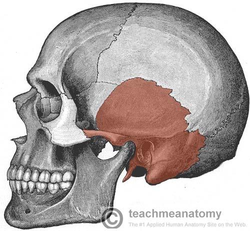 Lateral-view-of-the-Skull-Showing-the-Anatomical-Position-of-the-Temporal-Bone.jpg