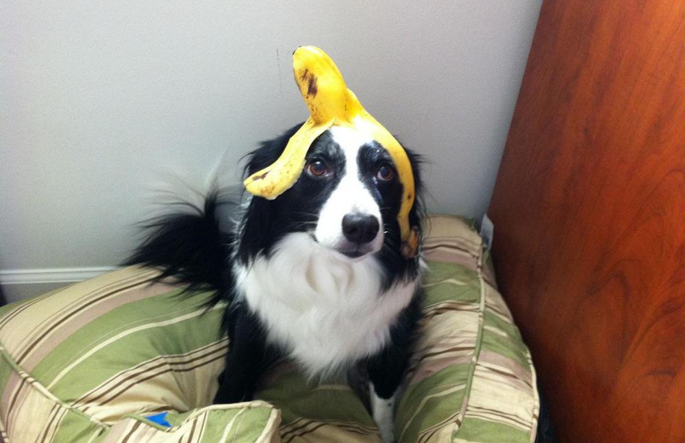 Dog-with-Banana.jpg