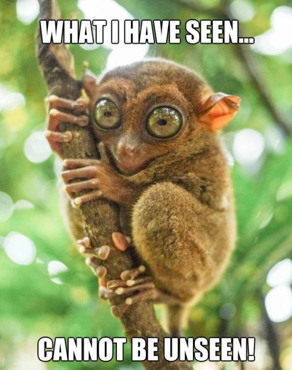tarsier-what-i-saw-cannot-be-unseenjpg.jpg