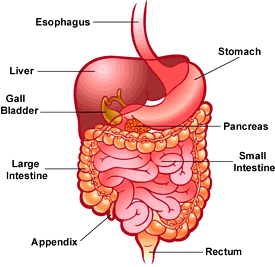 K-digestive-275x267-enIL.gif