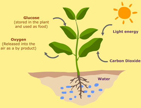 diagram-of-photosynthesis.png