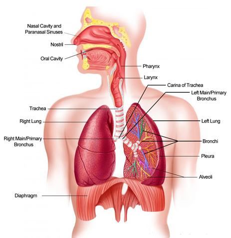 respiratory-system.jpg
