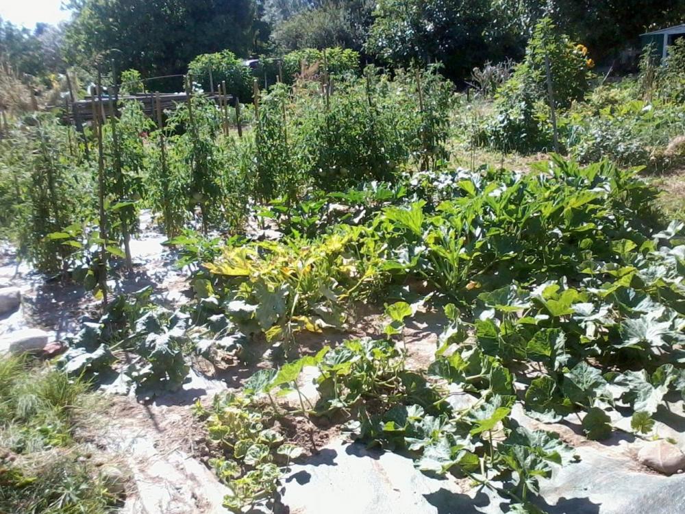 garden 1.jpg