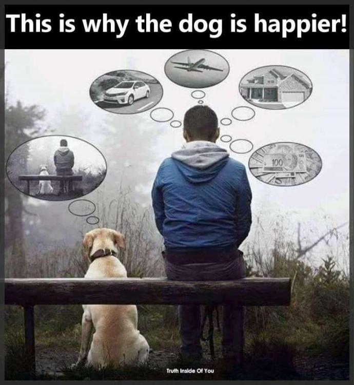 This-is-why-the-dog-is-happier.jpg