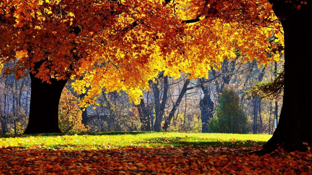 awesome fall full hd wallpaper.jpg