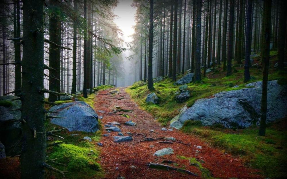 stunning forest path wide.jpg