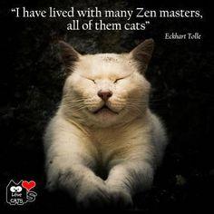 4a9c6d467387e71084fbf92884a6cef7--zen-master-cat-quotes.jpg