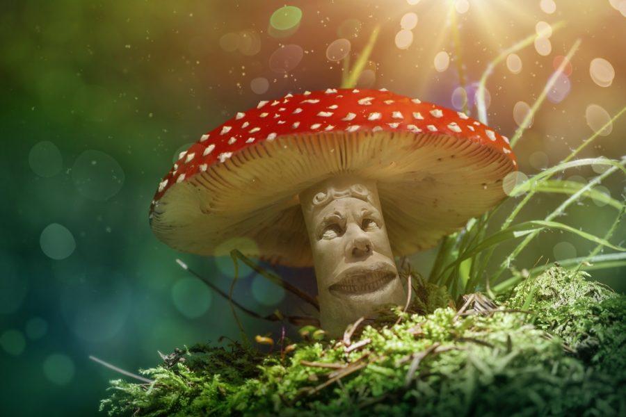 magic-mushrooms-for-addiction-900x600.jpg