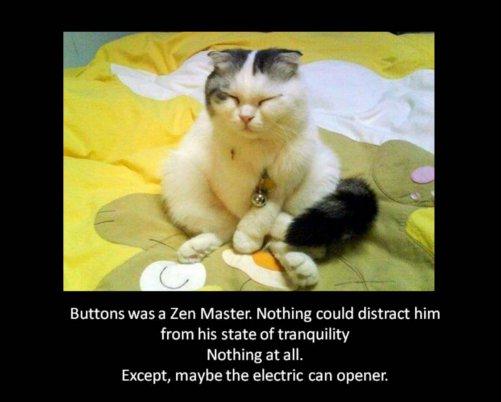 zen-master-cat.jpg
