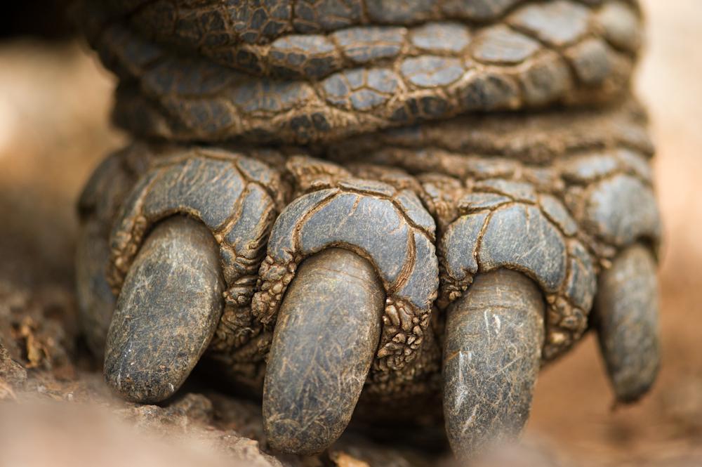 Turtle-Foot-in-the-Galapagos.jpg