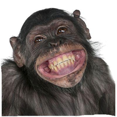 e73ca786243224460dcfc0f6c28476c3--monkey-business-happy-weekend.jpg