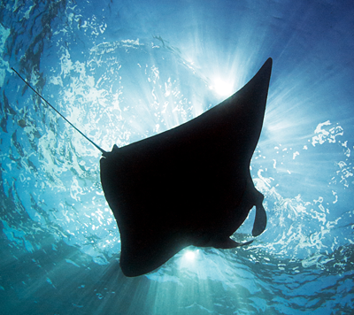 manta-ray-01.png