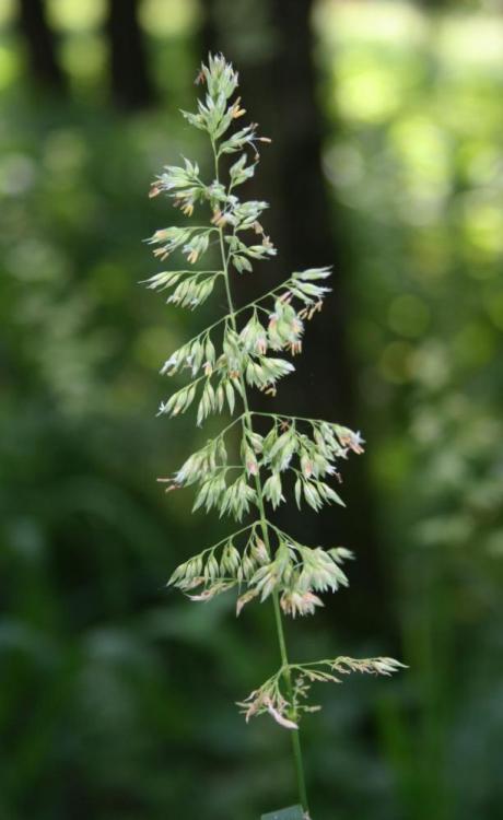 Phalaris_arundinacea_1.jpg