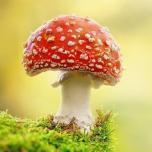 ThinkingToadstool