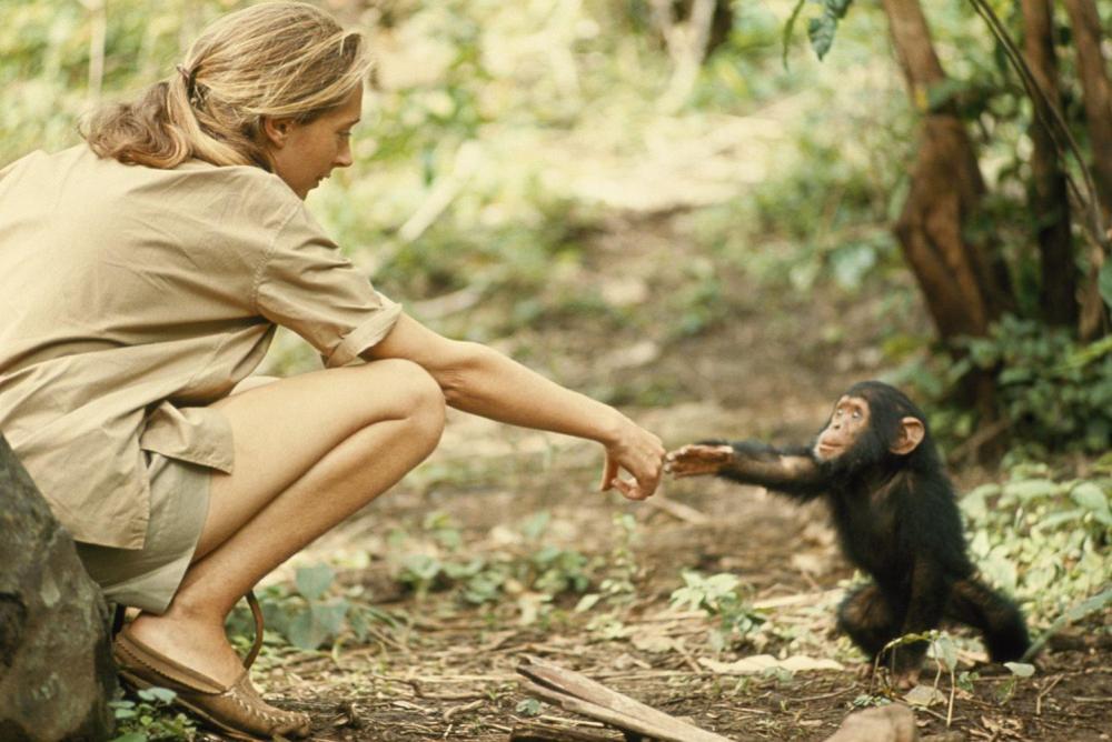 jane goodall.jpg