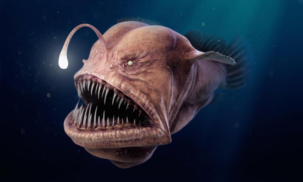 thomas-veyrat-anglerfish-view01-3-4.jpg