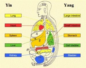 5ElementsOrgans2-300x240.jpg