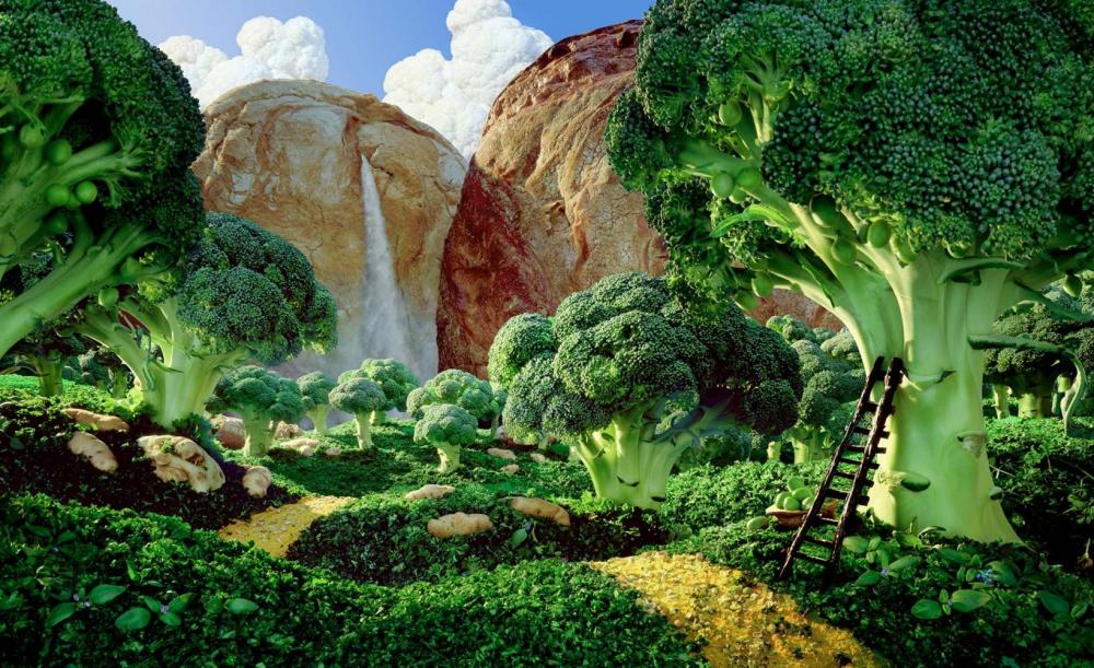 Brocolli-Forest-20x16-copy.jpg