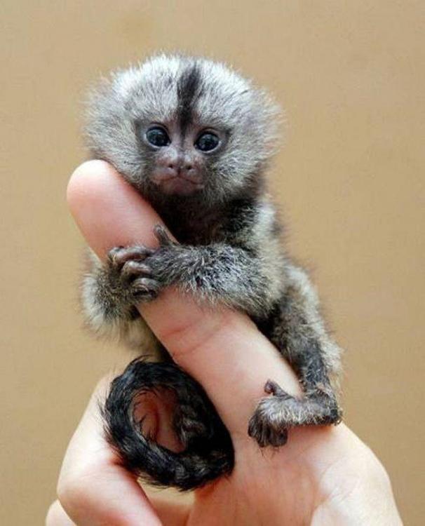 tinycutemonkey.jpg