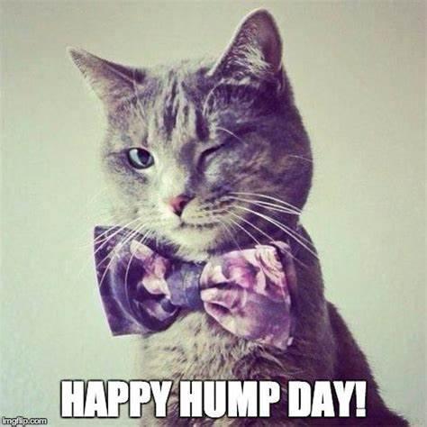 Happy Humpday meme cat.jpg