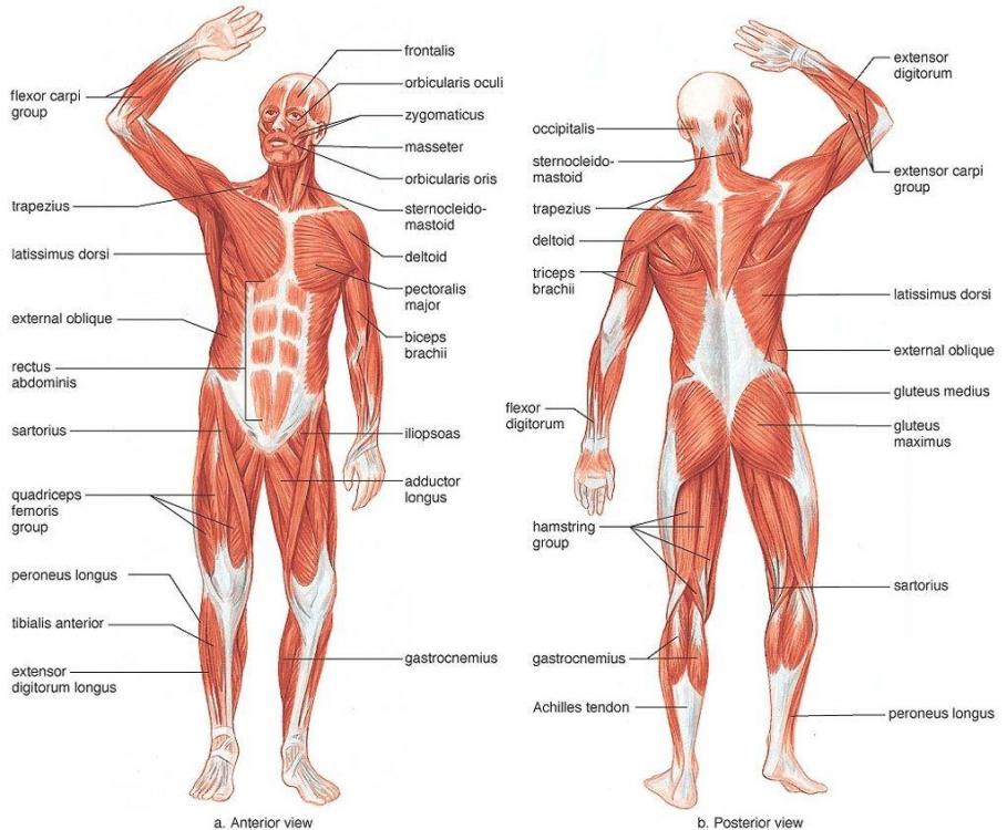 anatomical-muscle-map-and-muscle-map-of-human-body-muscle-map-human-body-human-anatomy.jpg