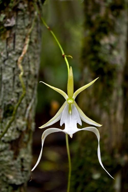 ghost orchid.jpg
