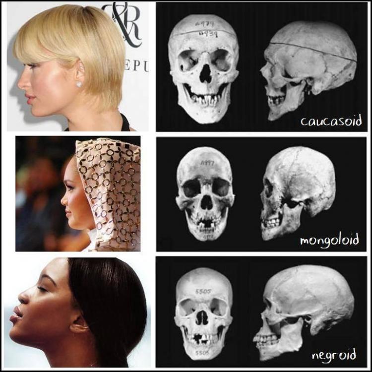 Female Skulls.jpg