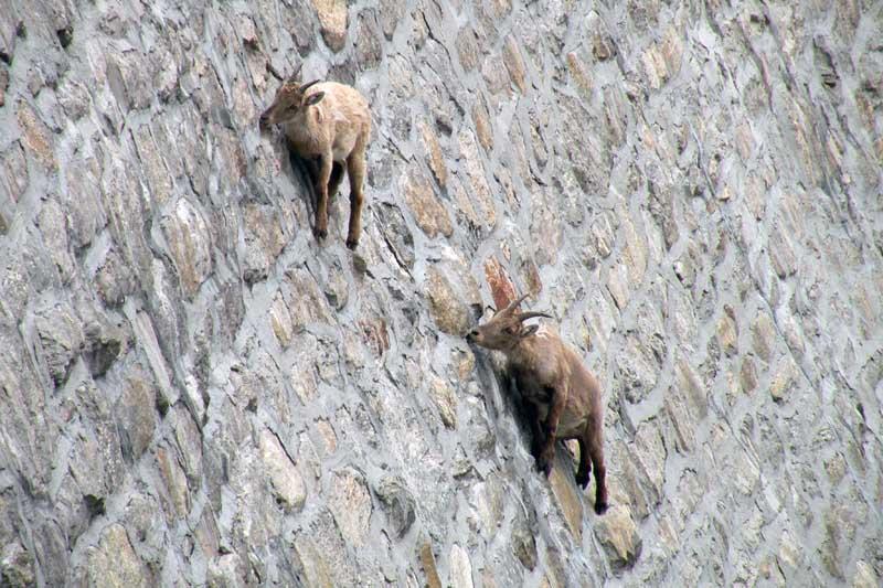 mountain goats climbing.jpg