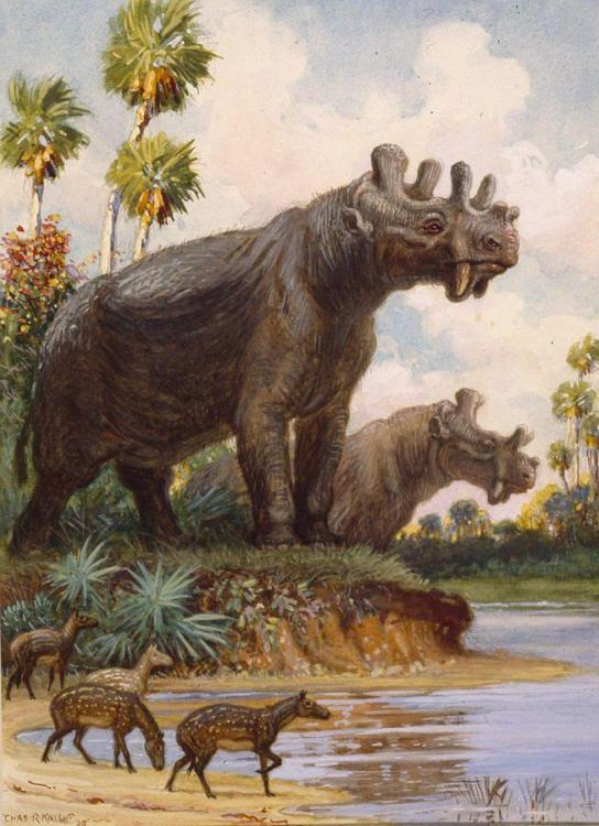 c1348e5c688c5eea0b1826e0c47e956e--extinct-animals-prehistoric-animals.jpg