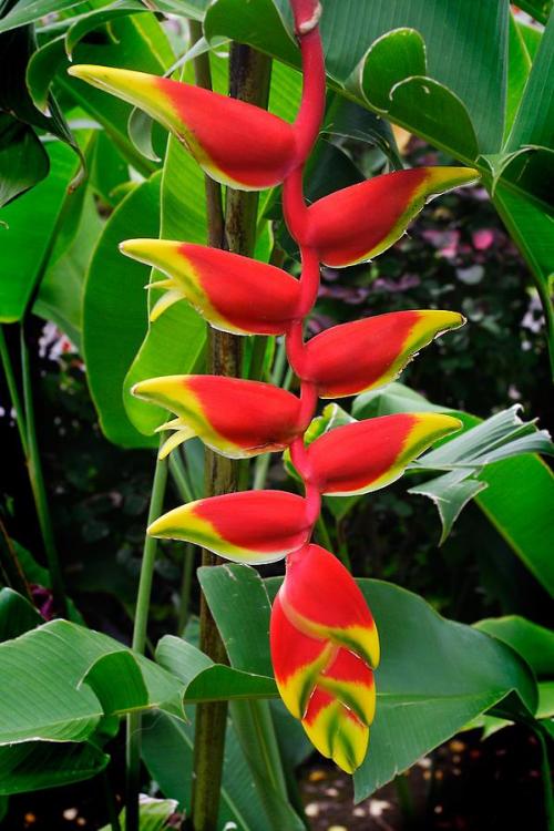 heliconia-rostrata-2-a-blooming-heliconia-rostrata-flower-nature-photographer.jpg