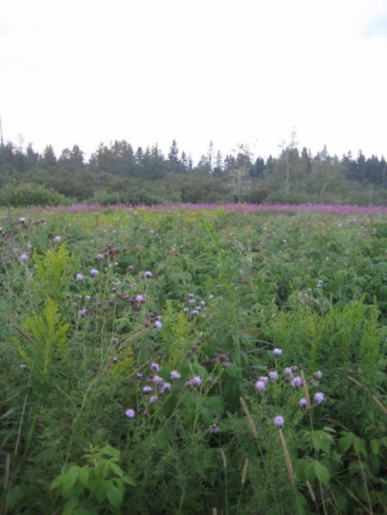 field of thistlesfireweed.jpg