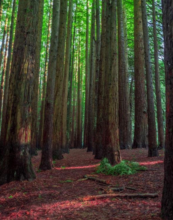 Redwoods-8.jpg