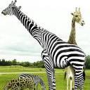 StripedGiraffe