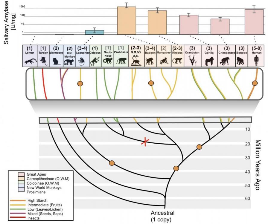 elife-44628-fig5-v1.jpg