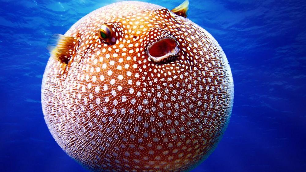 A-puffer-fish.jpg