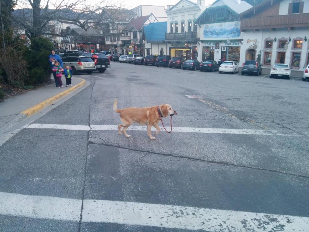 Dog-walks-Himself-Across-The-Street-Holding-His-Own-Leash.jpg