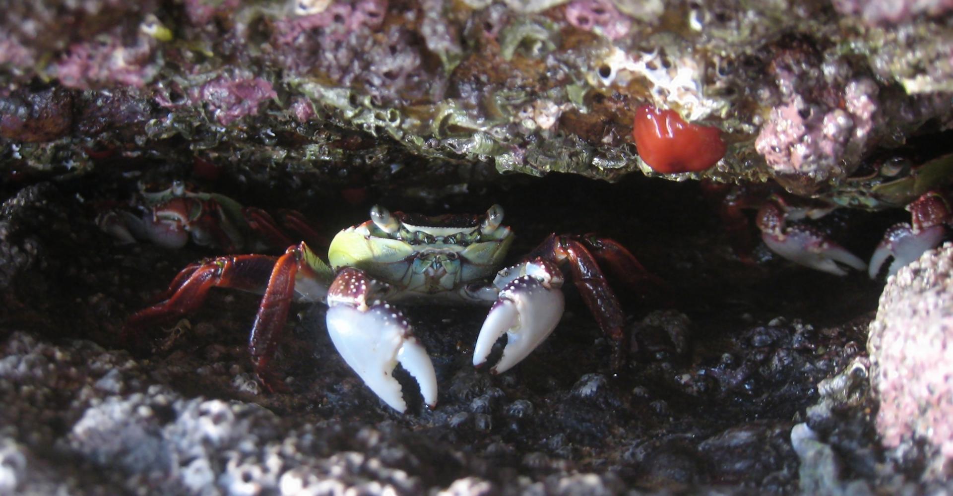 Crab under a rock - Society, Politics, Government, Environment, Current ...