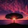 AlphaAbundance