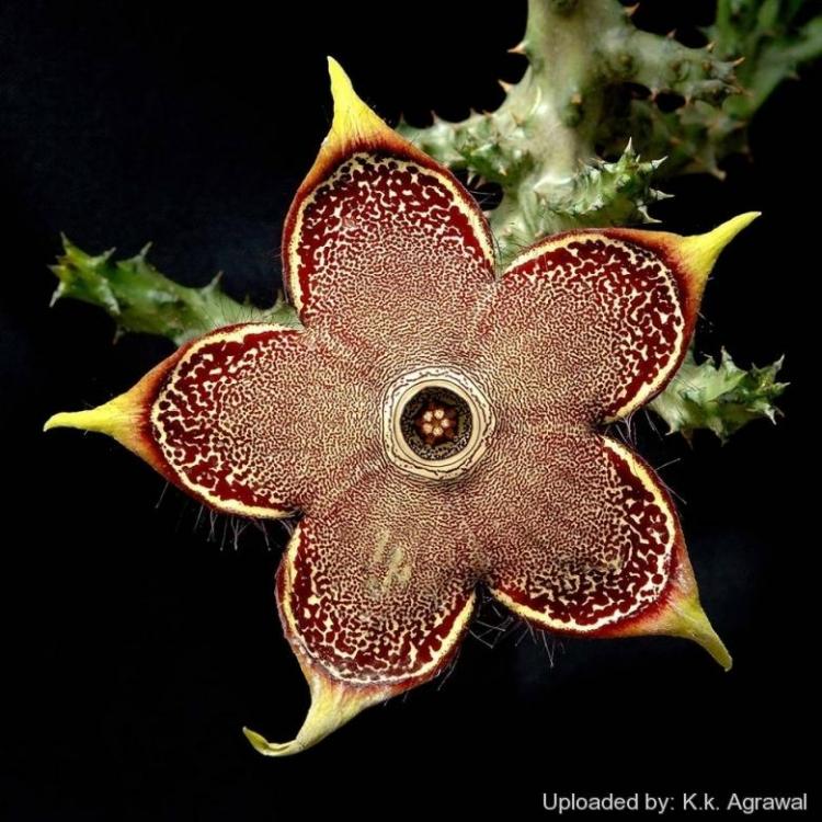 Edithcolea_grandis_19787_l.jpg