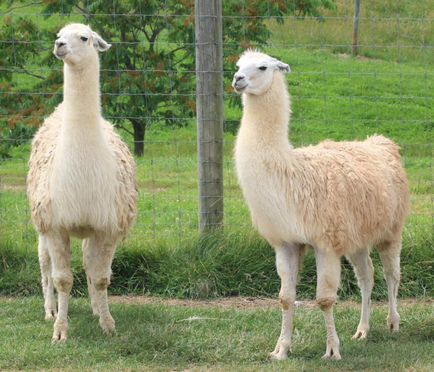 llama-1-1024x879.jpg