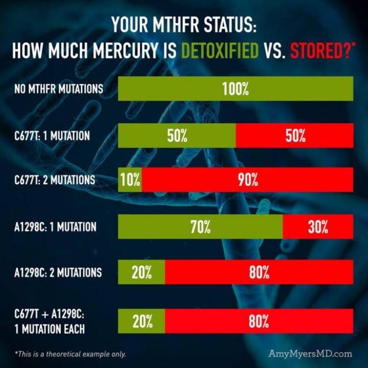 MTHFR-and-heavy-metals.jpg