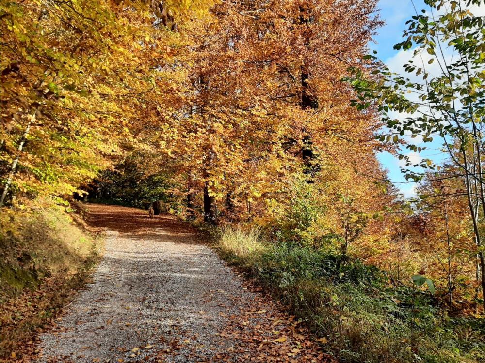 autumn1.jpg