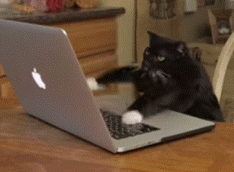 typing cat gif3.gif