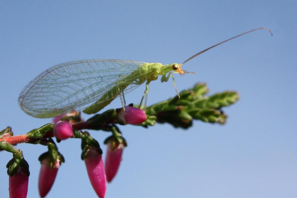 Green_lacewing_chrysopidae.jpg