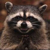 Evil Raccoon