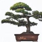 bonsai