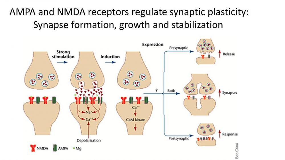 AMPA and NMDR synaptic plasticity.jpg